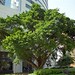 The HK$26M Banyan tree of Pacific Place, Hong Kong