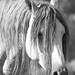Mane Stallion © Virginia Staat - 3rd Place Black & White