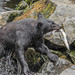 Black Bear with Lunch © June Wolfe - 2nd Place Novice