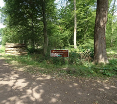 Forêt domaniale de Marchiennes - Photo of Haveluy