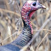 Wild Turkey © Dan Bernskoetter - 3rd Place Published IMages