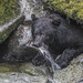 Black Bear in the Rocks © Frank Zurey - 1st Place Fauna