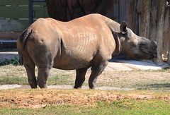 2017-02-04_1322-38-230 Black Rhinoceros at Busch Gardens Tampa