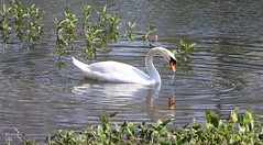 2017-02-04_1322-09-370 Swan at Busch Gardens Tampa