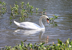 2017-02-04_1322-09-710 Swan at Busch Gardens Tampa