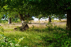 Under the trees - Photo of Schirmeck