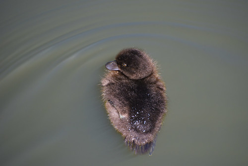 Duckling, London, UK