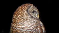 Profile of a Barred Owl