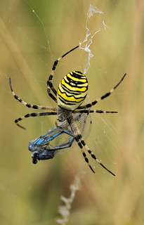Wasp Spider and Prey