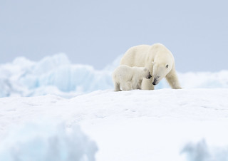 Polar Bear Mother & Cub