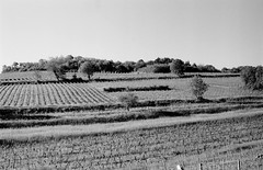 Vineyard near Soultz les Bains - Photo of Hohengœft