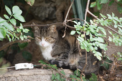 Chatte - Photo of Sainte-Colombe-sur-Gand