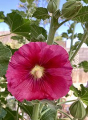 My First Attempt with Hollyhocks - The Bud Opens!