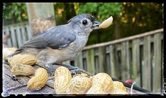 Seek and You Shall Find!  One Happy Titmouse!