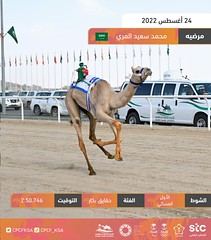منافسات الحقايق العامة بمهرجان ولي العهد بالسعودية (ميدان الطائف) مساء 24-8-2022