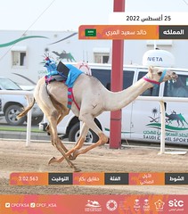 منافسات الحقايق العامة بمهرجان ولي العهد بالسعودية (ميدان الطائف) صباح 25-8-2022