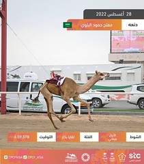 منافسات اللقايا العامة بمهرجان ولي العهد بالسعودية (ميدان الطائف) صباح 28-8-2022