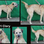 Clary en Mickey-Smous van Nerdinck 10-10-2022 4-5 pups