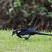 喜鵲 Oriental Magpie