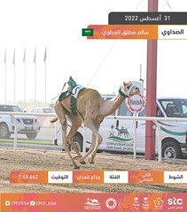 الصور.. منافسات الجذاع- مهرجان ولي العهد بالسعودية (ميدان الطائف) صباح 31-8-2022
