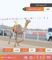 منافسات الثنايا العامة بمهرجان ولي العهد بالسعودية (ميدان الطائف) مساء 1-9-2022