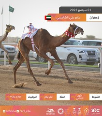 منافسات الثنايا العامة مهرجان ولي العهد بالسعودية (ميدان الطائف) صباح 1-9-2022