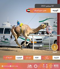 صور منافسات الثنايا رموز مهرجان ولي العهد بالسعودية (ميدان الطائف) مساء 2-9-2022