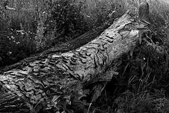 Dead tree - Photo of Fessenheim-le-Bas