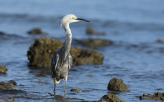 Snowy Egret x Little Blue Heron (Hybrid)- Hudson Beach