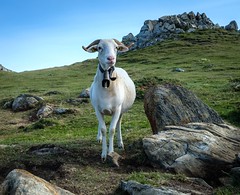 Sheep - Photo of Mijanès