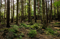 Forest ground - Photo of Natzwiller