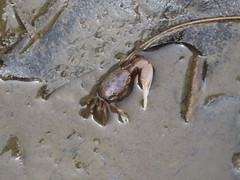 20220524 12 Crab on Sagamore Hill Nature Trail