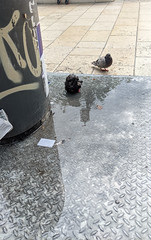 La toilette des pigeons - Photo of Grenoble
