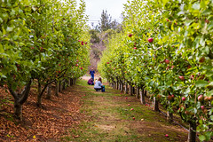 Clearview Orchards