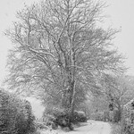 A Quiet Lane in Snow by Martin Parratt