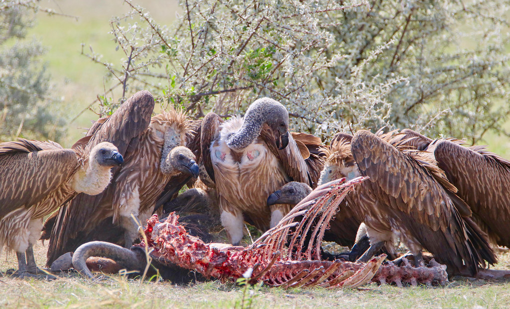 Vautours à dos blanc se nourrissant d’une carcasse de gnous bleu, parc national d’Etosha