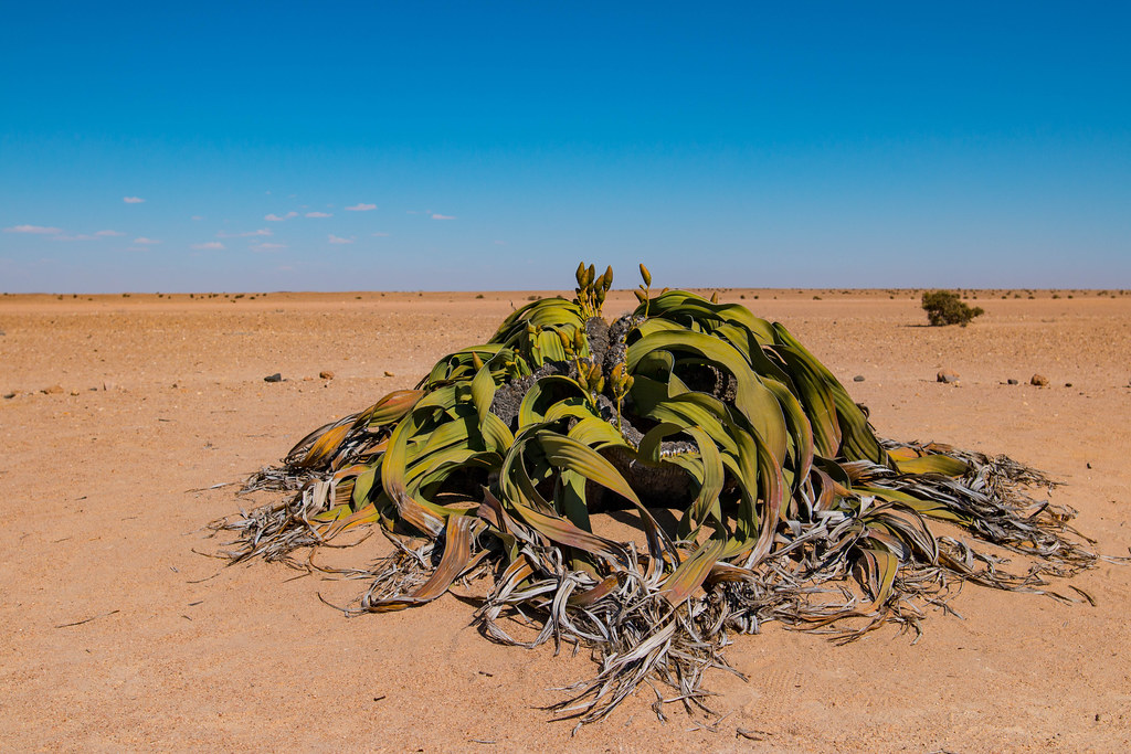 Welwitschia est la fleur nationale de la Namibie