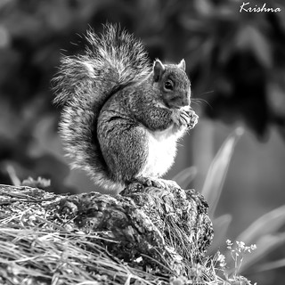 Eastern gray squirrel - LR9A3153- B&W
