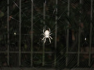 Spider on cobweb, Sirmione, Italy