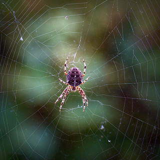 264/365 Garden Spider