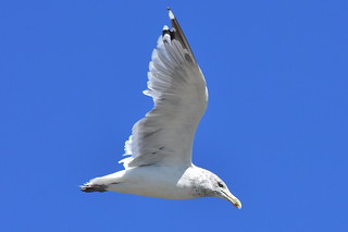 0651 Gull flyby @ Centerport.