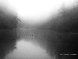 Ducks in the Mist