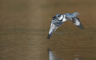 Aborted Dive - Belted Kingfisher