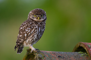 frowning Little Owl