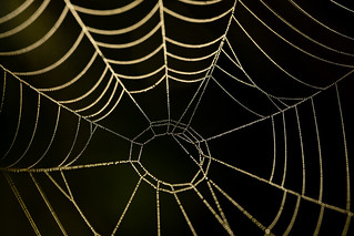 Spiderweb with dewdrops