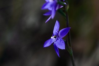 Blue Spotted Sun Orchid in the sun
