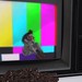 Television rots your brains