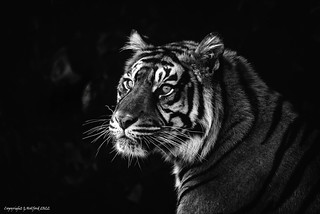 Tiger Tiger....