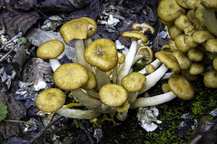Ringless Honey mushroom (Armillaria Tabescens)