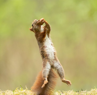 Eekhoorn / red squirrel / écureuil